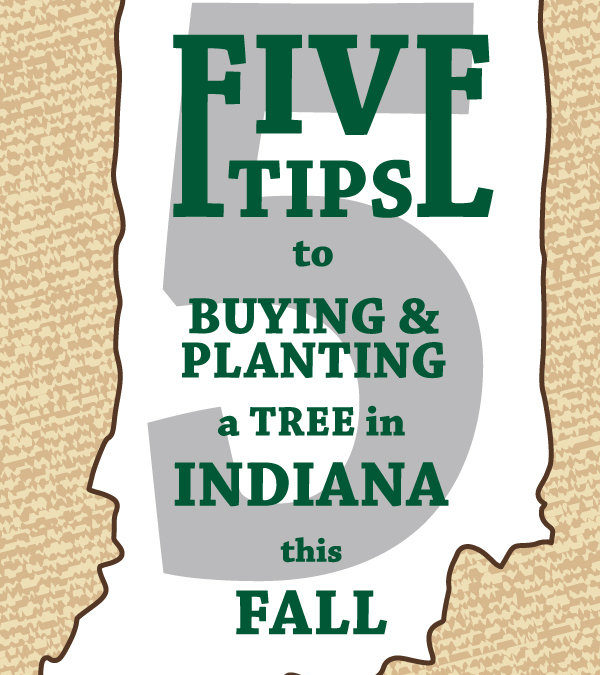 5 Tips to Buying and Planting a Tree in Indiana this Fall