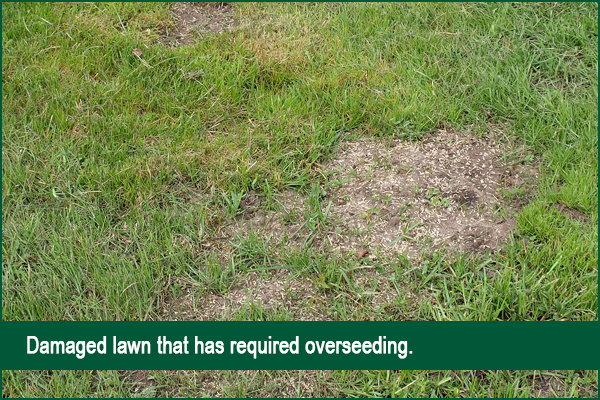 Overseeding Lawn - Brownsburg Landscape