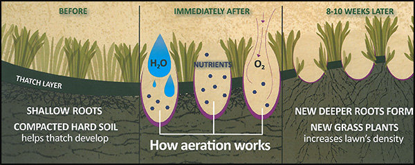 Importance of a Fall Lawn Aeration