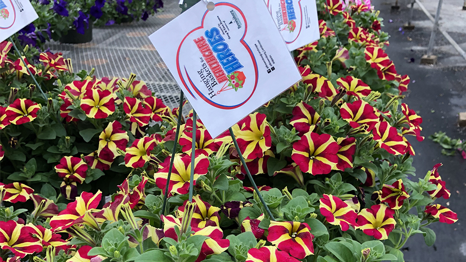 Hanging Baskets for Healthcare Heroes